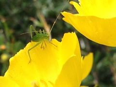 Platylyra californica