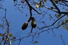 Cedrela salvadorensis