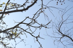 Cedrela salvadorensis