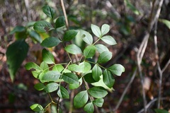 Fraxinus purpusii