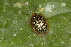Cteisella confusa