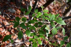 Fraxinus purpusii