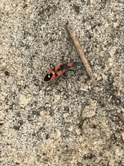 Melanerythrus mactans