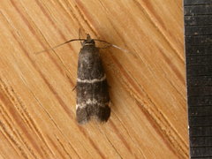 Lasiosticha canilinea