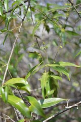 Agonandra racemosa