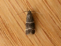 Lasiosticha canilinea