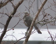 Hypsipetes amaurotis