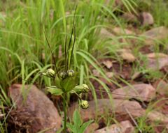 Tacca leontopetaloides image