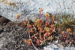 Sedum obtusatum