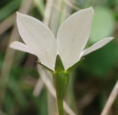 Wahlenbergia rupestris