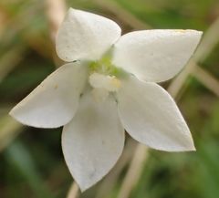 Wahlenbergia rupestris