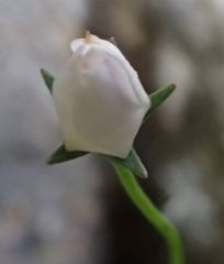 Wahlenbergia rupestris