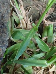 Wahlenbergia rupestris