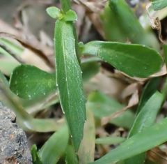 Wahlenbergia rupestris