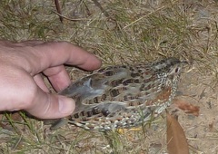 Turnix varius