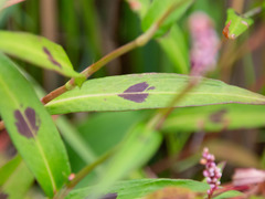 Persicaria decipiens