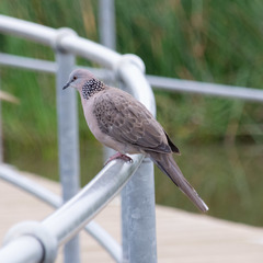 Streptopelia chinensis