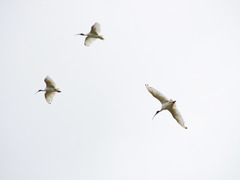 Threskiornis molucca