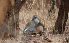 Accipiter minullus