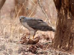 Accipiter minullus