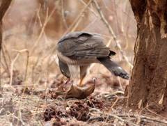 Accipiter minullus