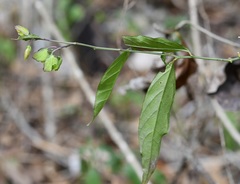 Hebecarpa costaricensis