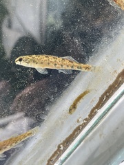 Tombigbee Darter photo 5