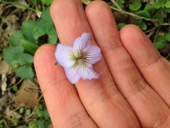 Viola missouriensis