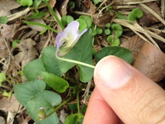 Viola missouriensis