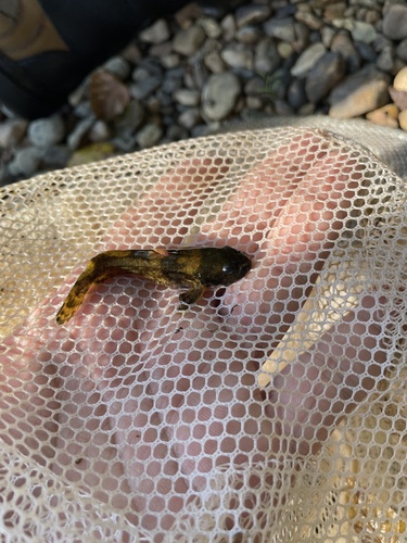 Frecklebelly madtom (Noturus munitus) — Ictaluridae — 3