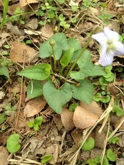 Viola missouriensis