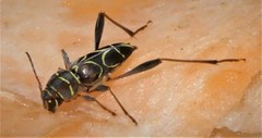 Neoclytus scutellaris
