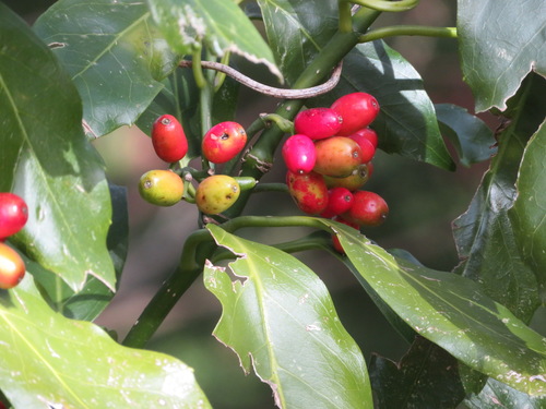 Aucuba japonica