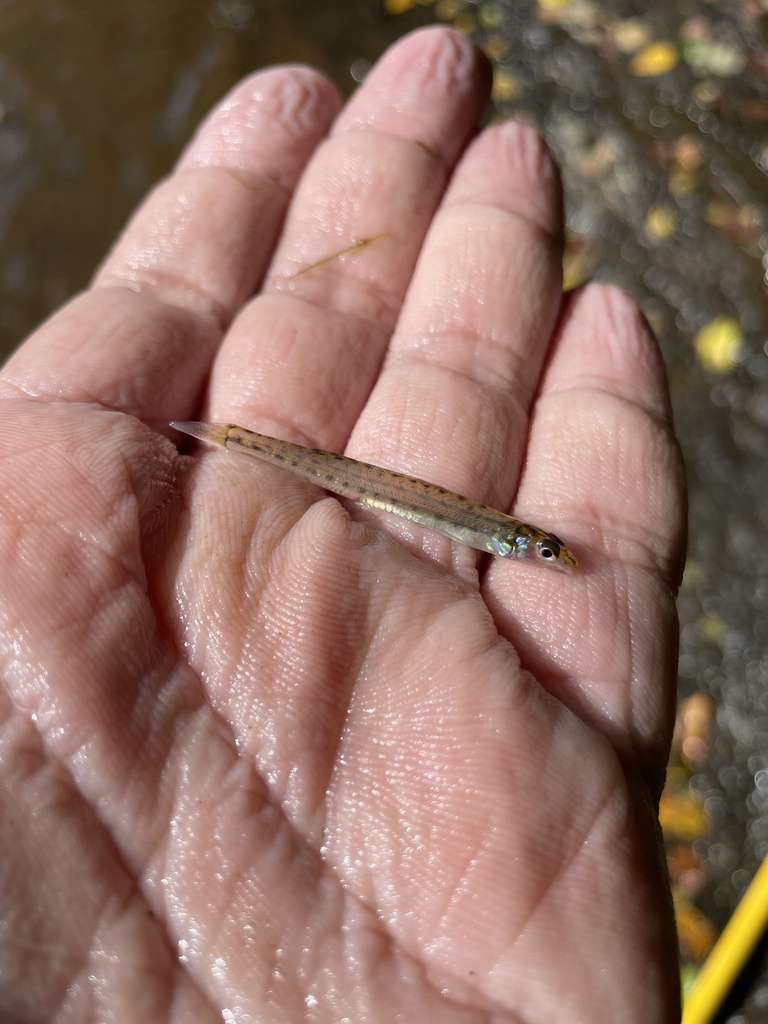 Southern sand darter (Ammocrypta meridiana) — Percidae