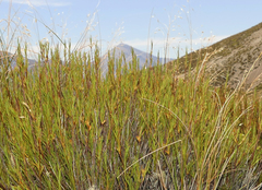 Dracophyllum acerosum