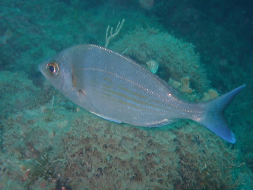 Black seabream (Spondyliosoma cantharus) — Sparidae — 2
