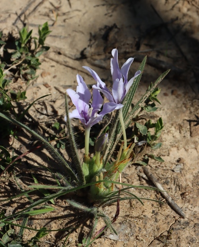 Image of Babiana sambucina by (c) Tony Rebelo, some rights reserved (CC BY-SA)