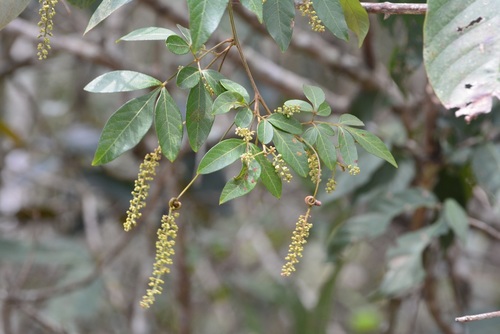 Bejuco de costilla (Paullinia pinnata)