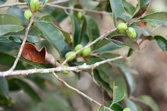 Chrysophyllum mexicanum