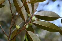 Chrysophyllum mexicanum