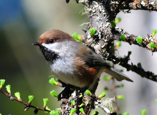 Boreal Chickadee