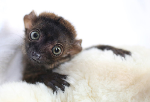 Blue-eyed Black Lemur