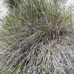 Dianella brevicaulis