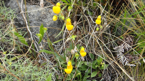 Calceolaria polyrhiza (Calceolaria polyrhiza)