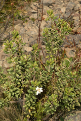 Olearia cymbifolia