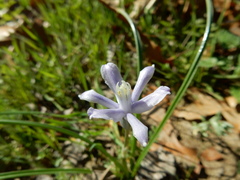 Androstephium coeruleum