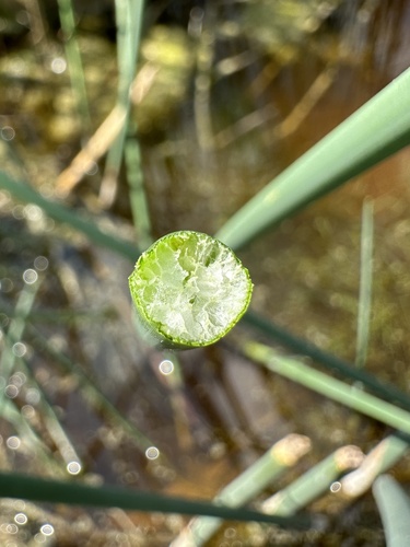 Schoenoplectus tabernaemontani