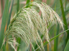 Phragmites australis