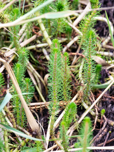 Myriophyllum crispatum (Myriophyllum crispatum)