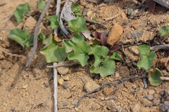 Dichondra occidentalis
